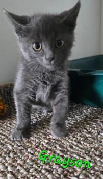 Grayson -  Russian Blue Cat for Adoption in Kell, Illinois - Grayson | PetCurious