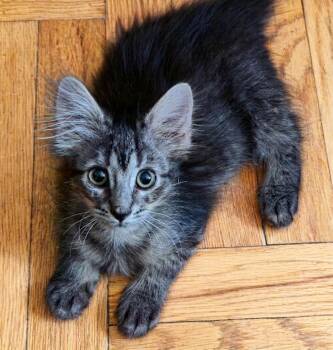 Cadence -  Domestic Medium Hair Cat for Adoption in New York, New York - Cadence | PetCurious