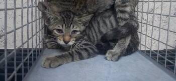 FINLEY -  Domestic Short Hair Cat for Adoption in Fort Lauderdale, Florida - FINLEY | PetCurious
