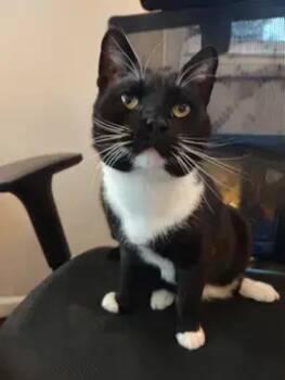 Domestic Short Hair Cats Available for Adoption - Forrest | PetCurious