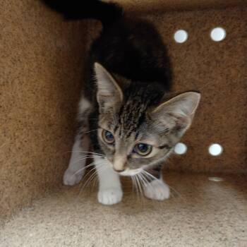 Rescue Domestic Short Hair Cats for Adoption in Philadelphia, Pennsylvania - Khaki | PetCurious