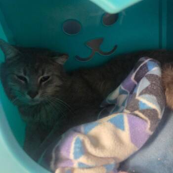 Domestic Medium Hair Cats Available for Adoption in Spokane, Washington - Clancy | PetCurious