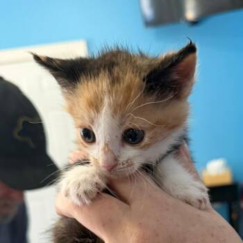 Sketti -  Domestic Short Hair Cat for Adoption in Marion, Virginia - Sketti | PetCurious