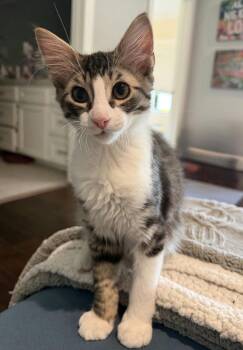 Sir Charles of Flufferton -  Domestic Medium Hair Cat for Adoption in Houston, Texas - Sir Charles Of Flufferton | PetCurious
