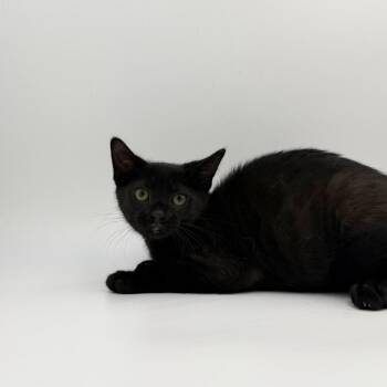 Fair Dinkum -  Domestic Short Hair Cat for Adoption in State College, Pennsylvania - Fair Dinkum | PetCurious