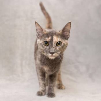 Cabernet -  Domestic Short Hair Cat for Adoption in Sunnyvale, California - Cabernet | PetCurious