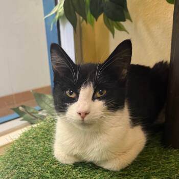 Rescue Domestic Short Hair Cats for Adoption in Flagstaff, Arizona - Yin W/ Yang - Sweet Tuxedo Girl | PetCurious