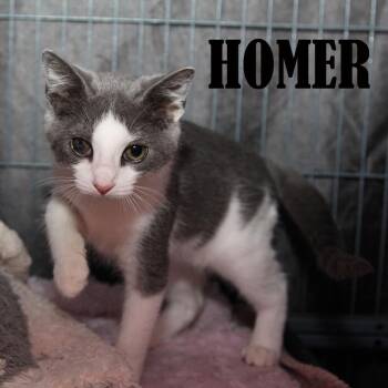 Homer -  Domestic Short Hair Cat for Adoption in Mooresville, North Carolina - Homer | PetCurious