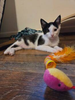 Cookie -  Domestic Short Hair Cat for Adoption in Maggie Valley, North Carolina - Cookie | PetCurious