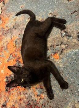 Rescue Domestic Short Hair Cats for Adoption in Emporia, Kansas - Squirrel | PetCurious