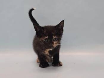 Baja Blast -  Domestic Short Hair Cat for Adoption in Minneapolis, Minnesota - Baja Blast | PetCurious