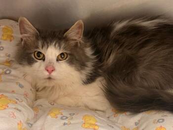Domestic Long Hair Cats Available for Adoption - Flynn | PetCurious