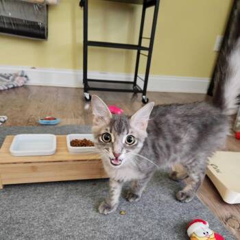 Domestic Medium Hair Cats Available for Adoption - Jackson | PetCurious