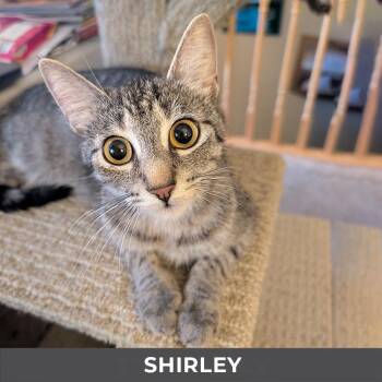 Shirley -  Domestic Short Hair Cat for Adoption in Toronto, Ontario - Shirley | PetCurious