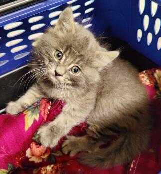 Xander -  Domestic Short Hair Cat for Adoption in Fruit Heights, Utah - Xander | PetCurious