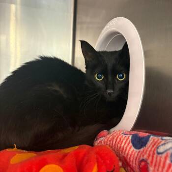 Nyx -  Domestic Short Hair Cat for Adoption in Spokane, Washington - Nyx | PetCurious