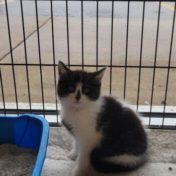 Rescue Domestic Medium Hair Cats for Adoption in Racine, Wisconsin - Minnie | PetCurious