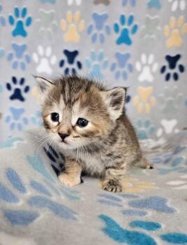 Twix -  Domestic Short Hair Cat for Adoption in Wabash, Indiana - Twix | PetCurious