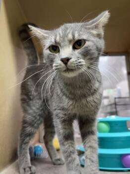 Matilda -  Domestic Short Hair Cat for Adoption in Panama City, Florida - Matilda | PetCurious
