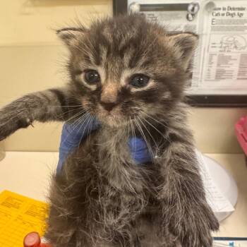 Domestic Short Hair Cats Available for Adoption in Lynchburg, Virginia - Taro | PetCurious