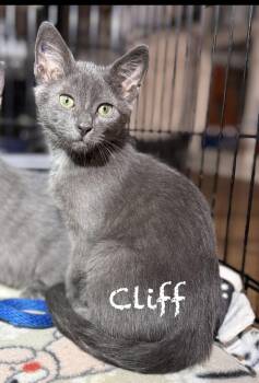 Cliff -  Domestic Short Hair Cat for Adoption in Pawleys Island, South Carolina - Cliff | PetCurious