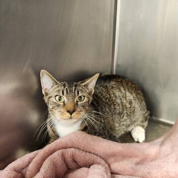 Rescue Domestic Short Hair Cats for Adoption in West Palm Beach, Florida - Tripper | PetCurious