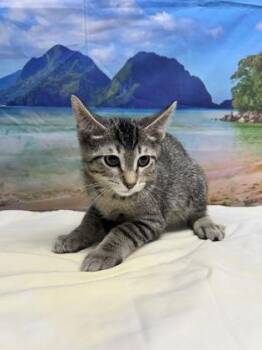 Sheldon -  Domestic Short Hair Cat for Adoption in San Antonio, Texas - Sheldon | PetCurious