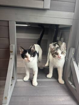 Sunflower -  Domestic Short Hair Cat for Adoption in Seven Valleys, Pennsylvania - Sunflower | PetCurious