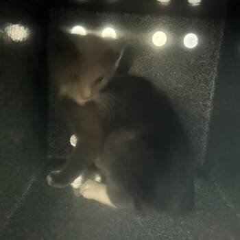 Comet -  Domestic Short Hair Cat for Adoption in Greensboro, North Carolina - Comet | PetCurious