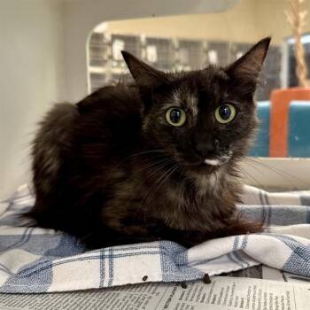 MISS PURR -  Domestic Medium Hair Cat for Adoption in Riverside, California - MISS PURR | PetCurious