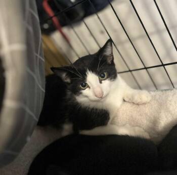 Rescue Domestic Short Hair Cats for Adoption in Delhi, Ontario - GADDI | PetCurious