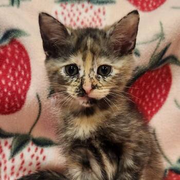 Cinnamon -  Domestic Short Hair Cat for Adoption in Brighton, Missouri - Cinnamon | PetCurious