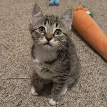 Tabby and Domestic Short Hair Cats Available for Adoption - Razzmatazz | PetCurious