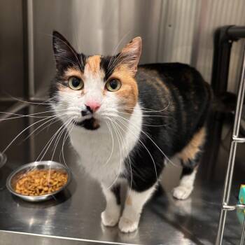 Domestic Short Hair Cats Available for Adoption in Lebanon, Tennessee - Cowgirl C26-072 | PetCurious