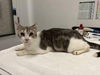 Apple Betty -  Domestic Short Hair Cat for Adoption in Kansas City, Missouri - Apple Betty | PetCurious