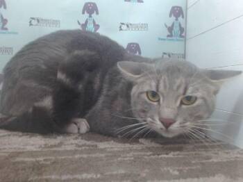 Domestic Short Hair Cats Available for Adoption in Orlando, Florida - STAR | PetCurious