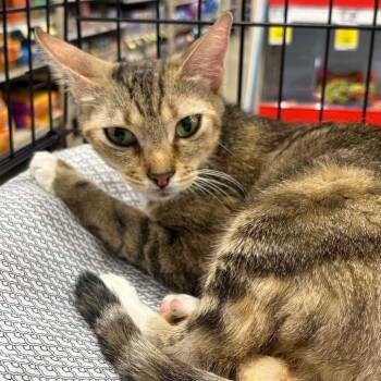 Jolene -  American Shorthair Cat for Adoption in Melrose, Florida - Jolene | PetCurious