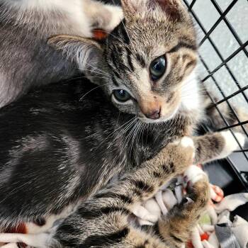 Ronan -  Domestic Short Hair Cat for Adoption - Ronan | PetCurious
