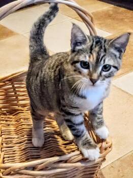 Rescue Tabby and Calico Cats for Adoption in Williston, Florida - Rose | PetCurious