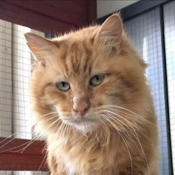 Garfield -  Maine Coon Cat Available for Adoption in Quail Heights, Florida - Garfield | PetCurious