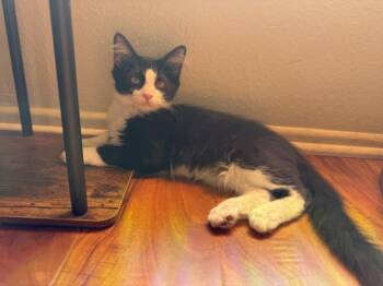 BRUNO -  Domestic Short Hair Cat for Adoption in Burbank, California - BRUNO | PetCurious