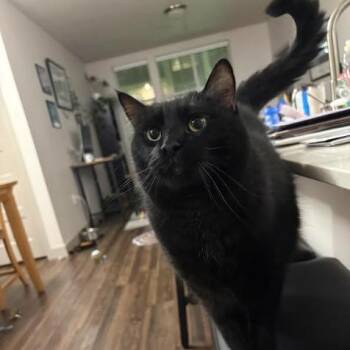 Zhengi -  Domestic Medium Hair Cat for Adoption in Murray, Utah - Zhengi | PetCurious