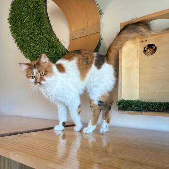 Ms T -  American Shorthair Cat for Adoption in Salt Lake City, Utah - Ms T | PetCurious