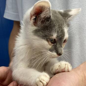 Martha -  Domestic Short Hair Cat for Adoption in Summerlee, West Virginia - Martha | PetCurious