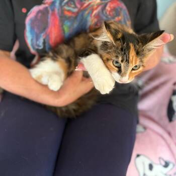 Princess -  Maine Coon and Extra Toes Cat Hemingway Polydactyl Cat for Adoption in Sequatchie, Tennessee - Princess | PetCurious