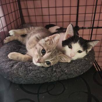 Howard & Bernadette -  Domestic Short Hair Cat for Adoption in New Berlin, Wisconsin - Howard & Bernadette | PetCurious