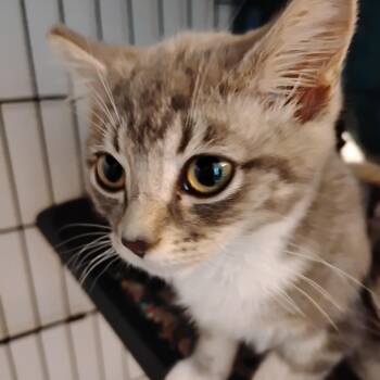 Olive -  Domestic Short Hair Cat for Adoption in Belfair, Washington - Olive | PetCurious