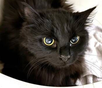 Domestic Long Hair Cats Available for Adoption in Dedham, Massachusetts - NIKA | PetCurious