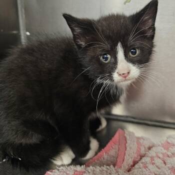 Domestic Short Hair Cats Available for Adoption in Martinsville, Virginia - Hops | PetCurious