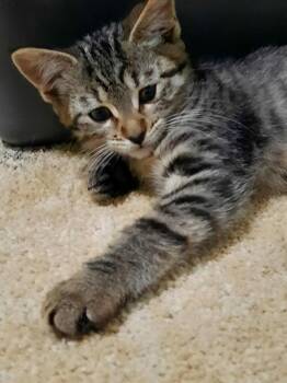Domestic Short Hair Cats Available for Adoption in Wheaton, Illinois - Chick | PetCurious